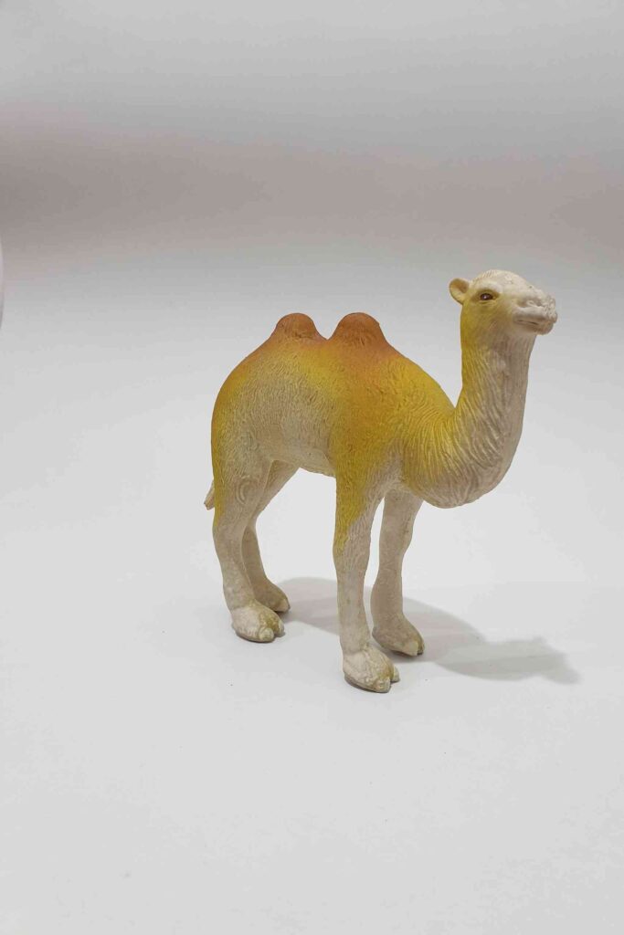 Camel