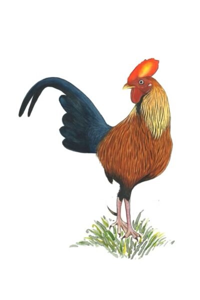 Ceylon Jungle Fowl A3 Art Print