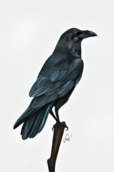 The Crow A3 Art Print