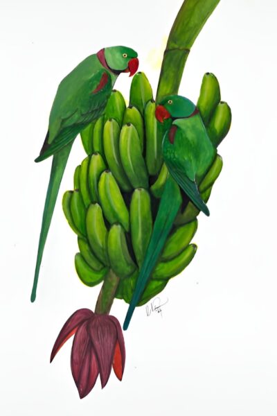 Alexandrines Perched On Bananas A3 Art Print